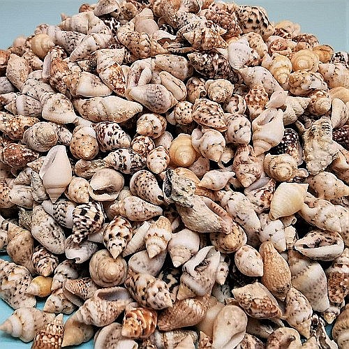 Melci mici crem 100 gr [4]