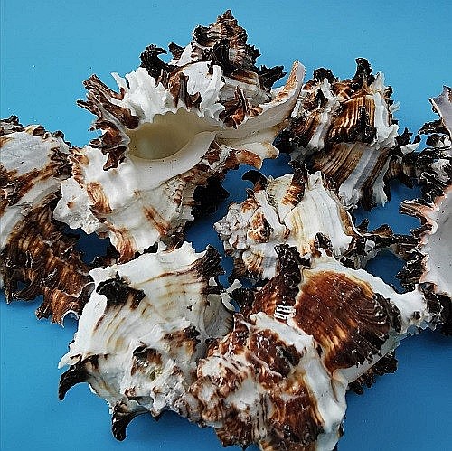 Melci Murex 200 gr [4]