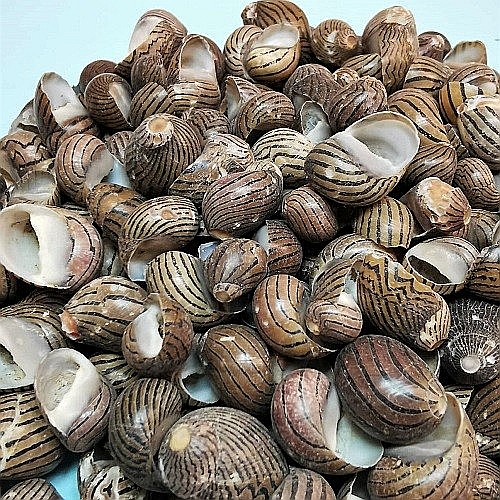 Melci Nerita Striped 200 gr [2]