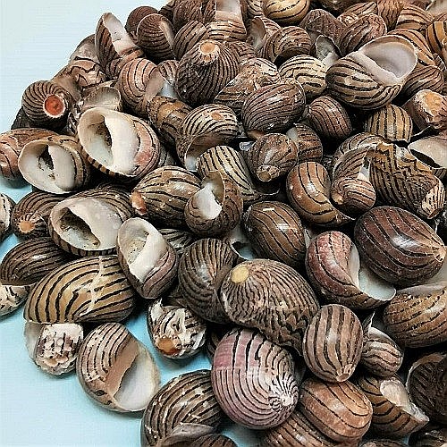 Melci Nerita Striped 200 gr [3]