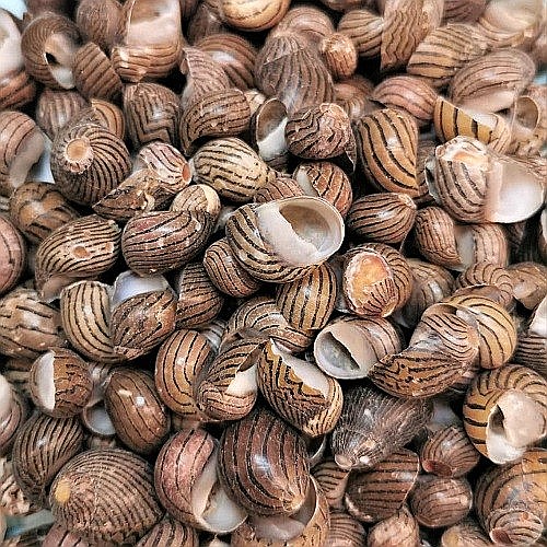 Melci Nerita Striped 200 gr [4]
