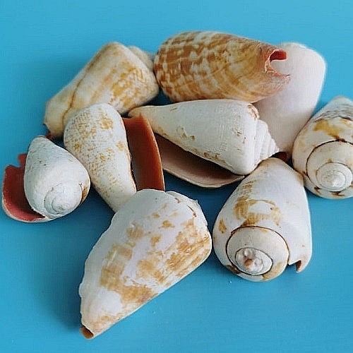 Melci Strombus 200 gr [3]