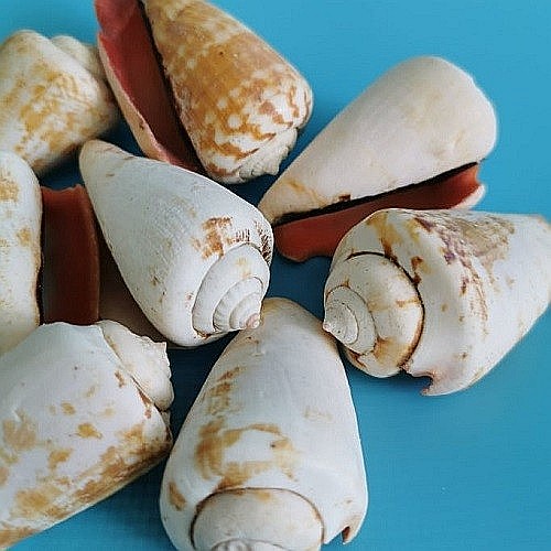 Melci Strombus 200 gr [2]