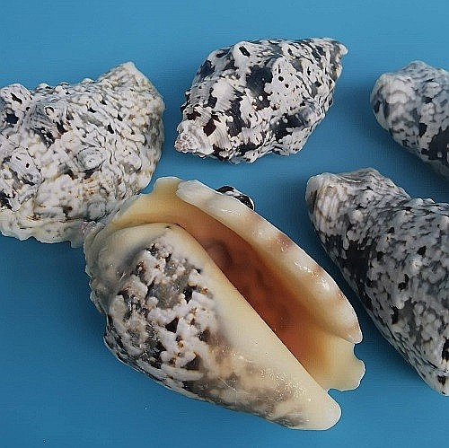 Melci Strombus mari 200 gr [4]