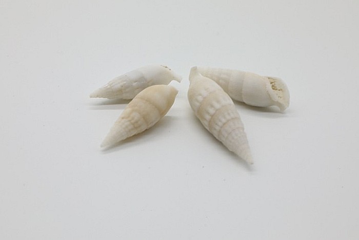 MELCI STROMBUS VERTAGUS 200 GR [1]