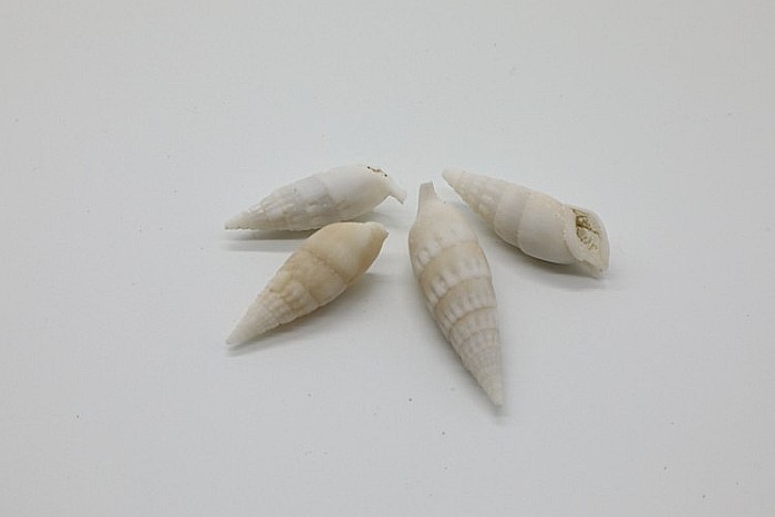 MELCI STROMBUS VERTAGUS 200 GR [2]