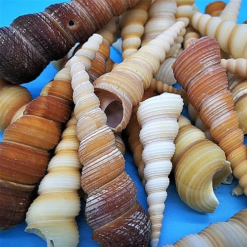 Melci Terebra 200 gr [2]