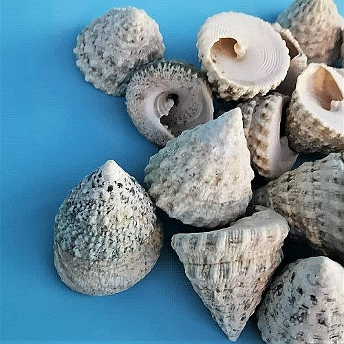 Melci Troka mari 200 gr [2]