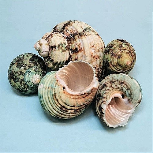 Melci Turbo verzi 200 gr [2]