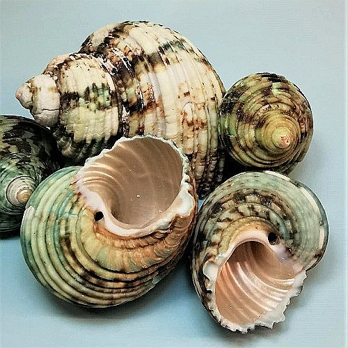 Melci Turbo verzi 200 gr [3]