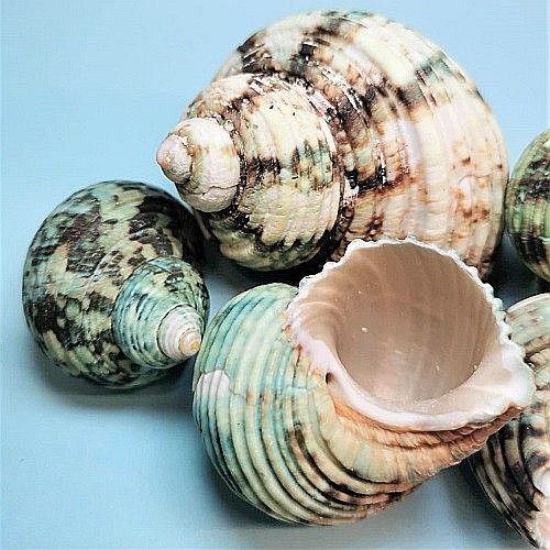 Melci Turbo verzi 200 gr [4]