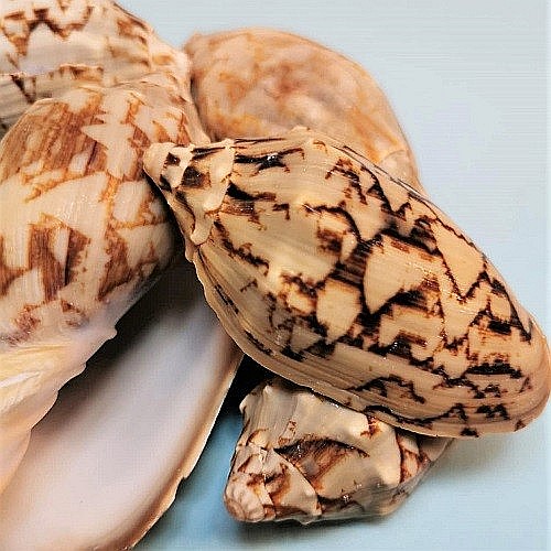 Melci Voluta 200 gr [3]