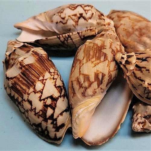 Melci Voluta 200 gr [2]