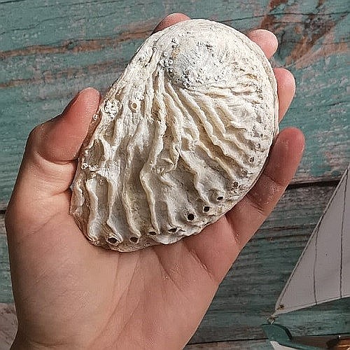 Scoica Abalone [4]
