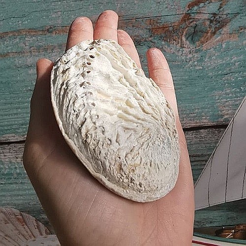 Scoica Abalone [3]