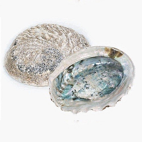 Scoica Abalone [1]