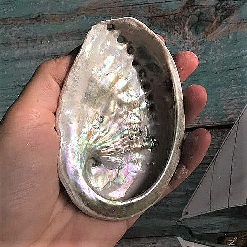 Scoica Abalone medie [2]