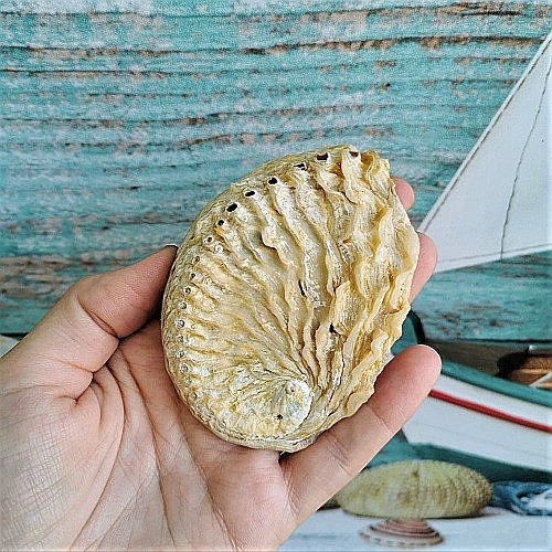 Scoica mica Abalone Yellow [2]