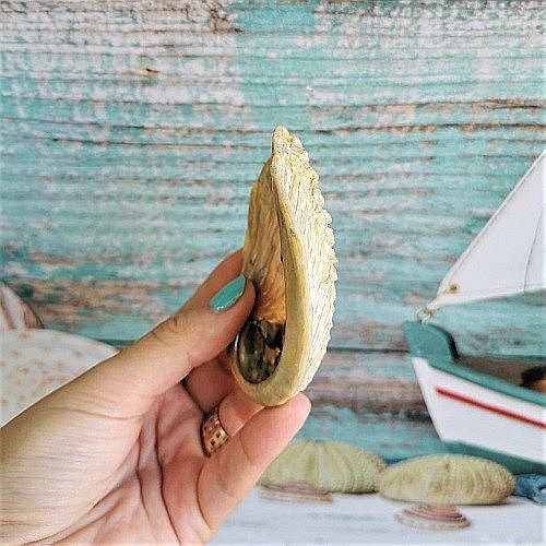 Scoica mica Abalone Yellow [3]
