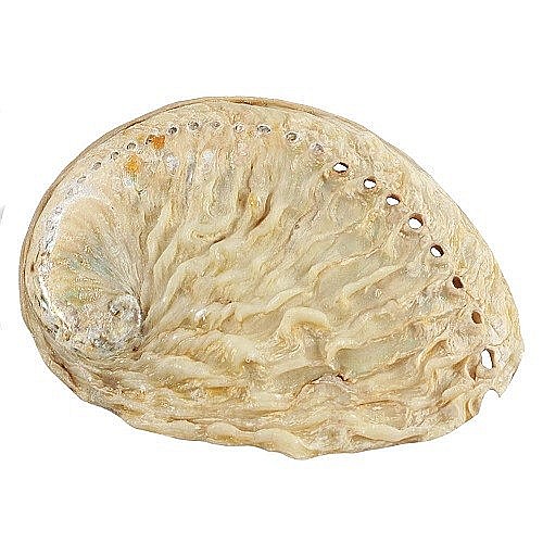 Scoica mica Abalone Yellow [7]