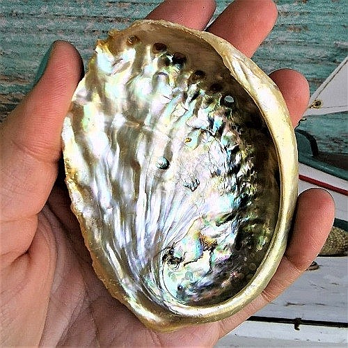 Scoica mica Abalone Yellow [4]