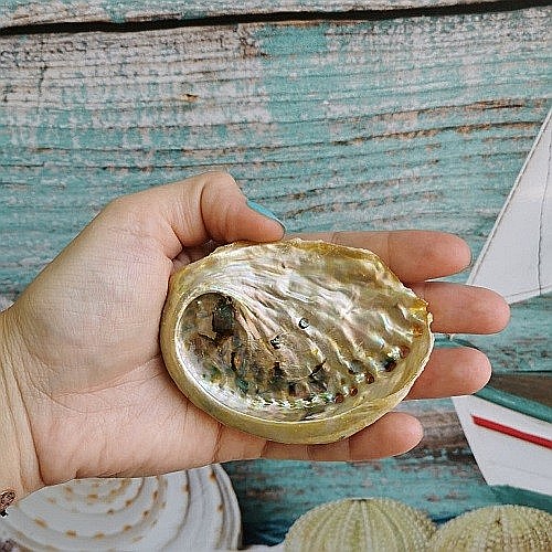 Scoica mica Abalone Yellow [6]