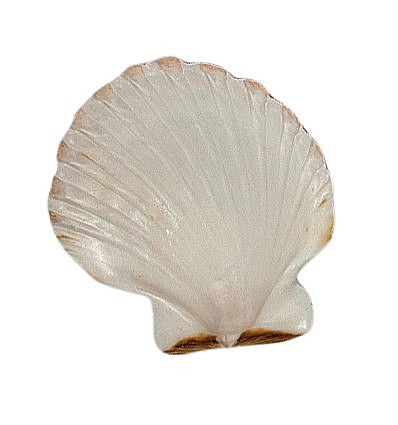 Scoica Scalop  8 - 10 cm [4]