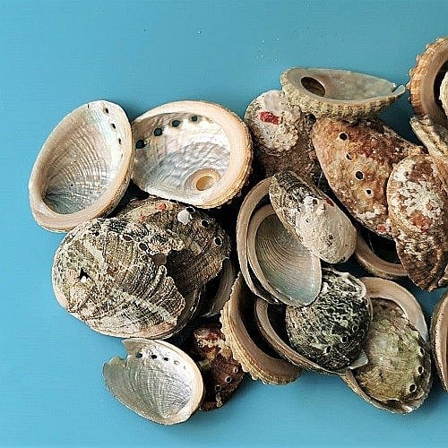 Scoici Abalone mici 200 gr [3]