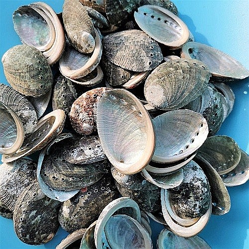 Scoici Abalone mici 200 gr [4]