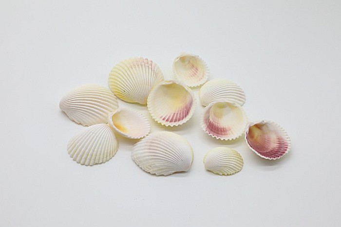 SCOICI CU TENTA ROSE 200 GR [2]