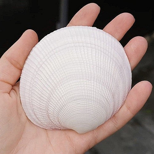 Scoici mari albe ( 5 Buc / Set ) [3]