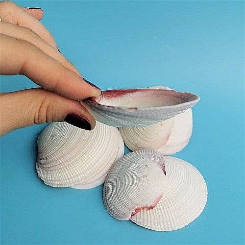 Scoici mari albe ( 5 Buc / Set ) [4]