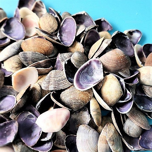 Scoici mici violet 200 gr [2]