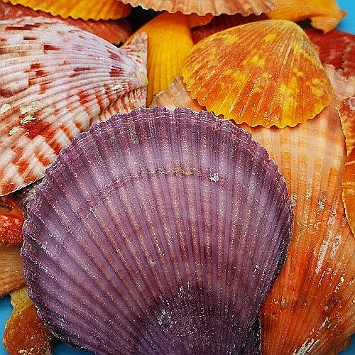 Scoici Nobilis 200 gr [2]