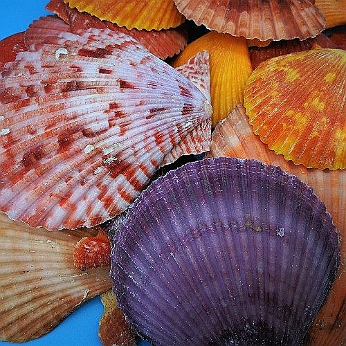 Scoici Nobilis 200 gr [3]