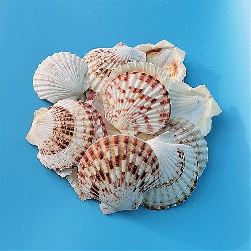 Scoici Scalop plate 200 gr [2]