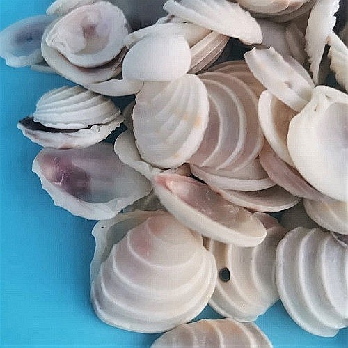 Scoici Venus 200 gr [4]
