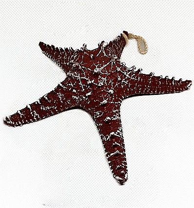 Stea de mare din rasina culoare visiniu [3]