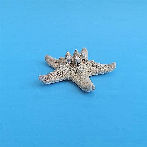 Stea de mare Knobby Horned Medie (1 buc) [2]