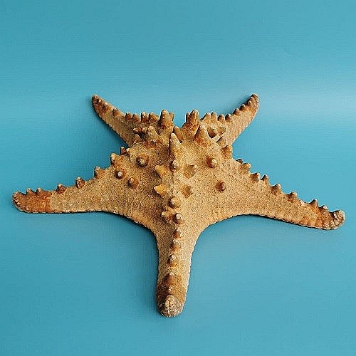 Stea de mare Rhino (1 buc) [2]