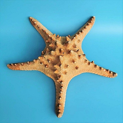 Stea de mare Rhino (1 buc) [4]