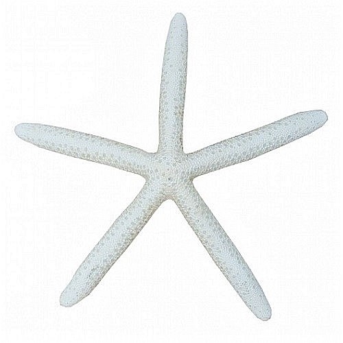 Stea de mare White Finger mare (1 buc) [1]