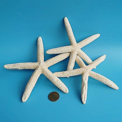 Stea de mare White Finger medie (1 buc) [4]