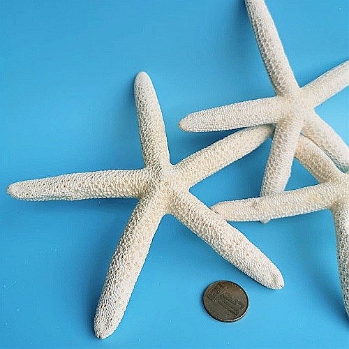 Stea de mare White Finger medie (1 buc) [3]