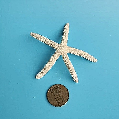 Stea de mare White Finger mica (1 buc) [3]