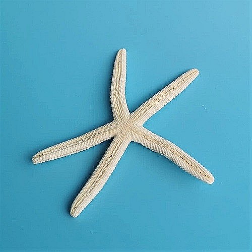 Stea de mare White Finger mica (1 buc) [2]