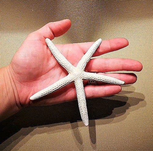 Stea de mare White Finger mica (1 buc) [5]