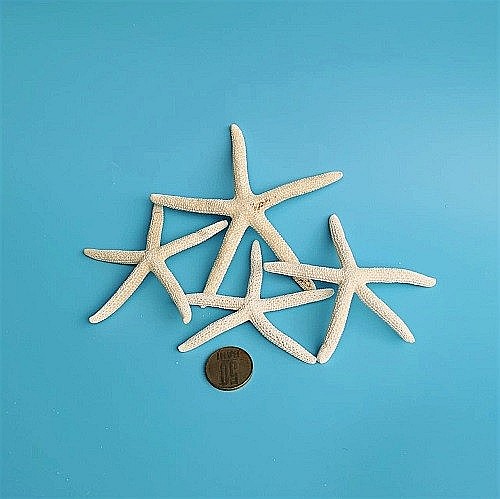 Stea de mare White Finger mica (1 buc) [6]