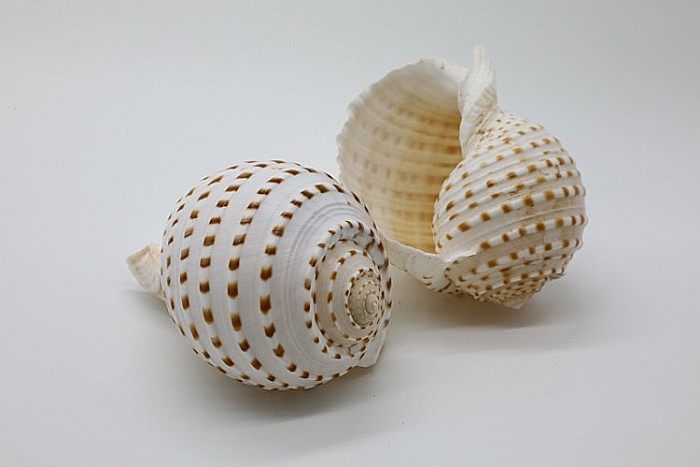 TONNA TESSELLATA [2]