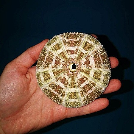 Arici de mare de mari dimensiuni (1 buc) [4]